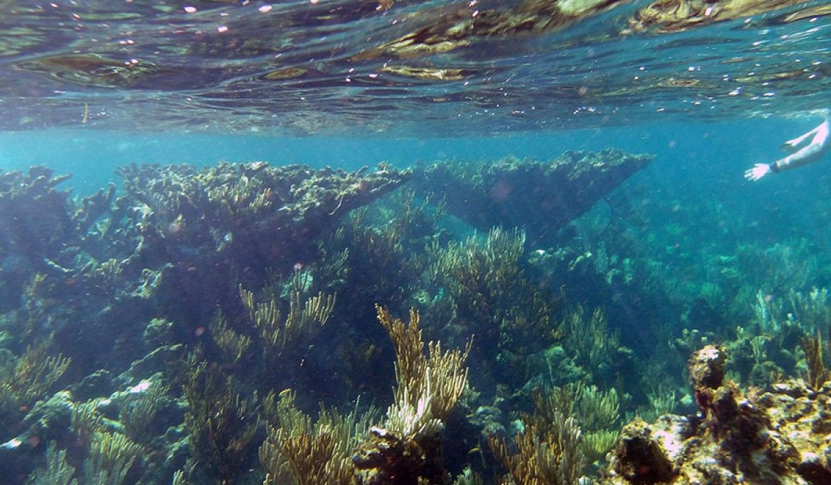 Coral Reefs