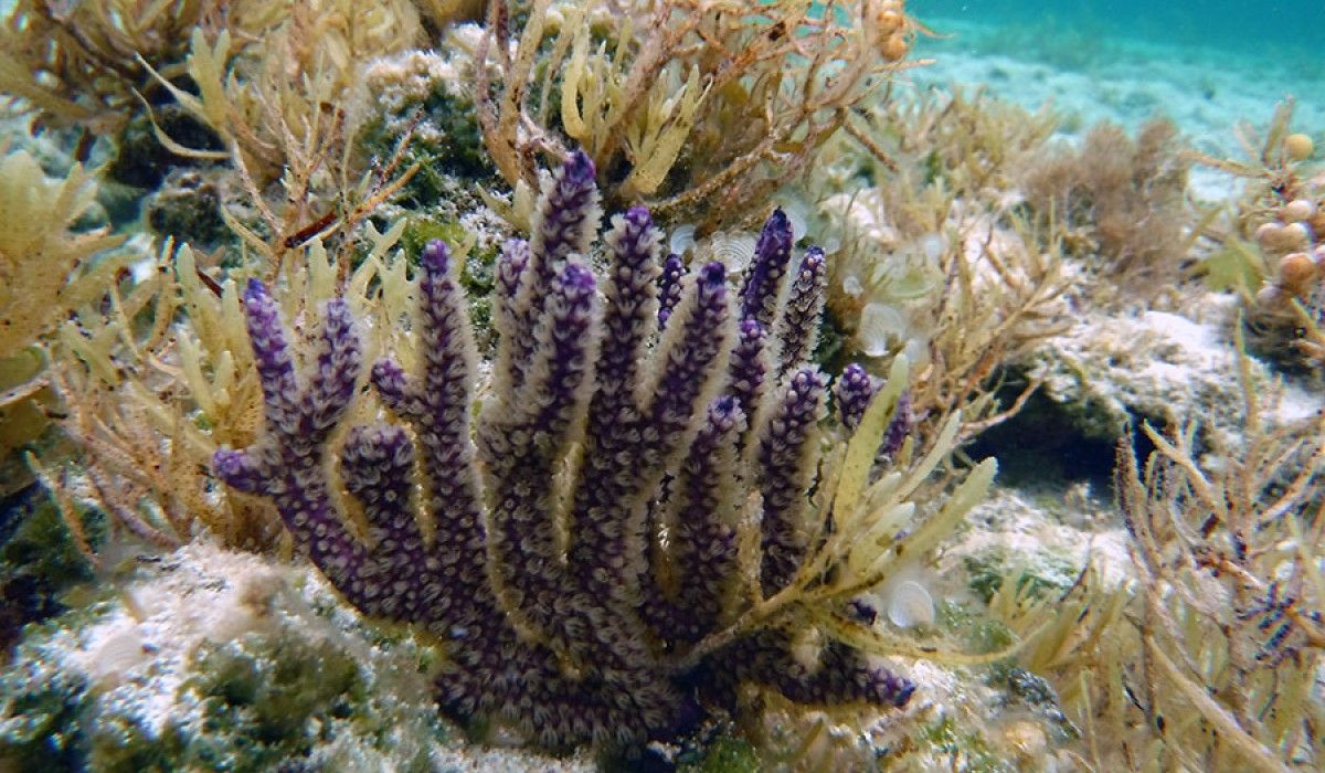 Corky Sea Fingers