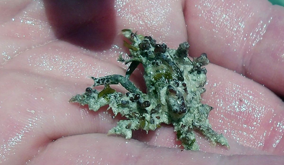 decorator crab