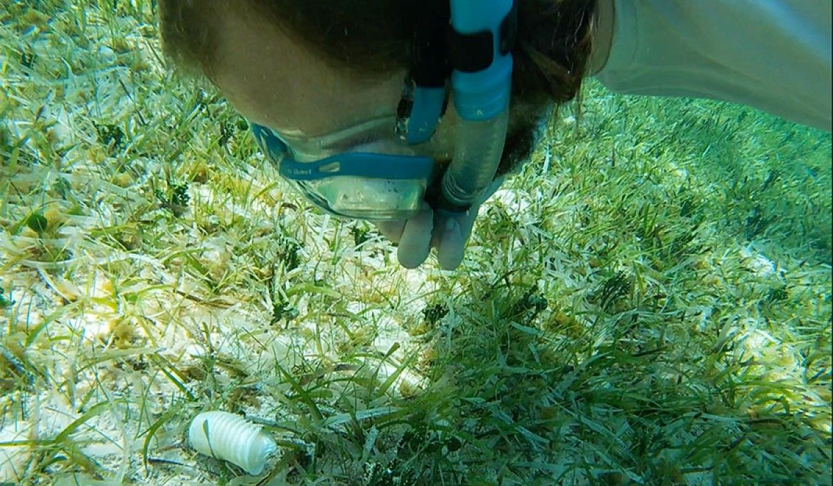 Connor '25 checking out a conch egg case