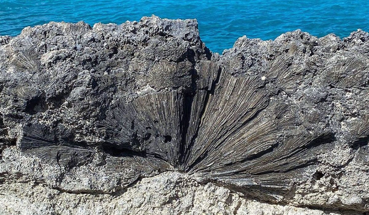 brain coral fossil