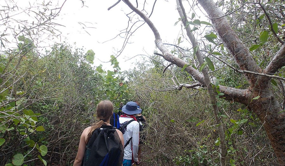 hiking through the coppice