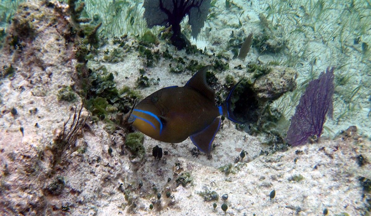 Queen triggerfish