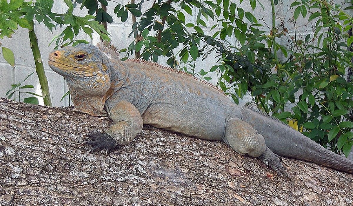San Salvador Rock Iguana