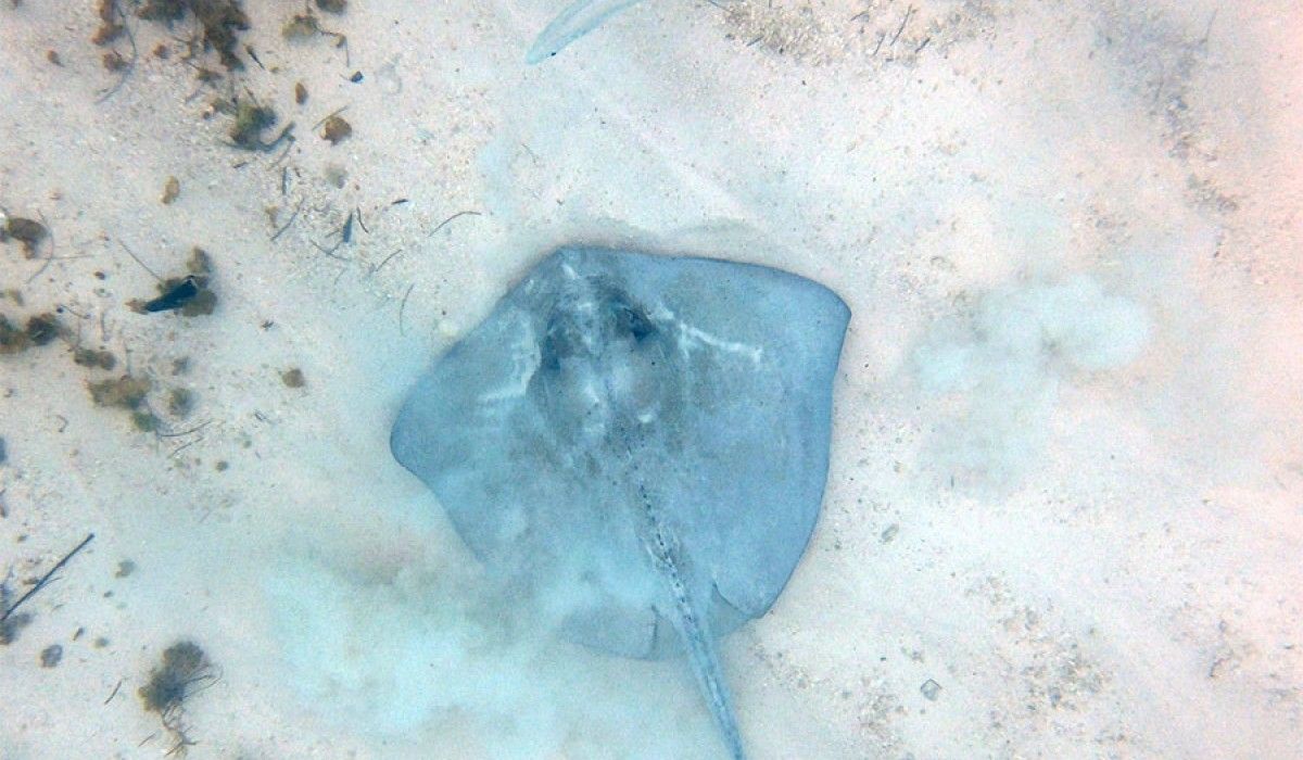 Stingray on the bottom