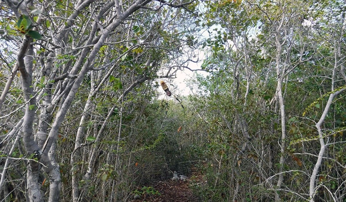 huge spider blocking our path