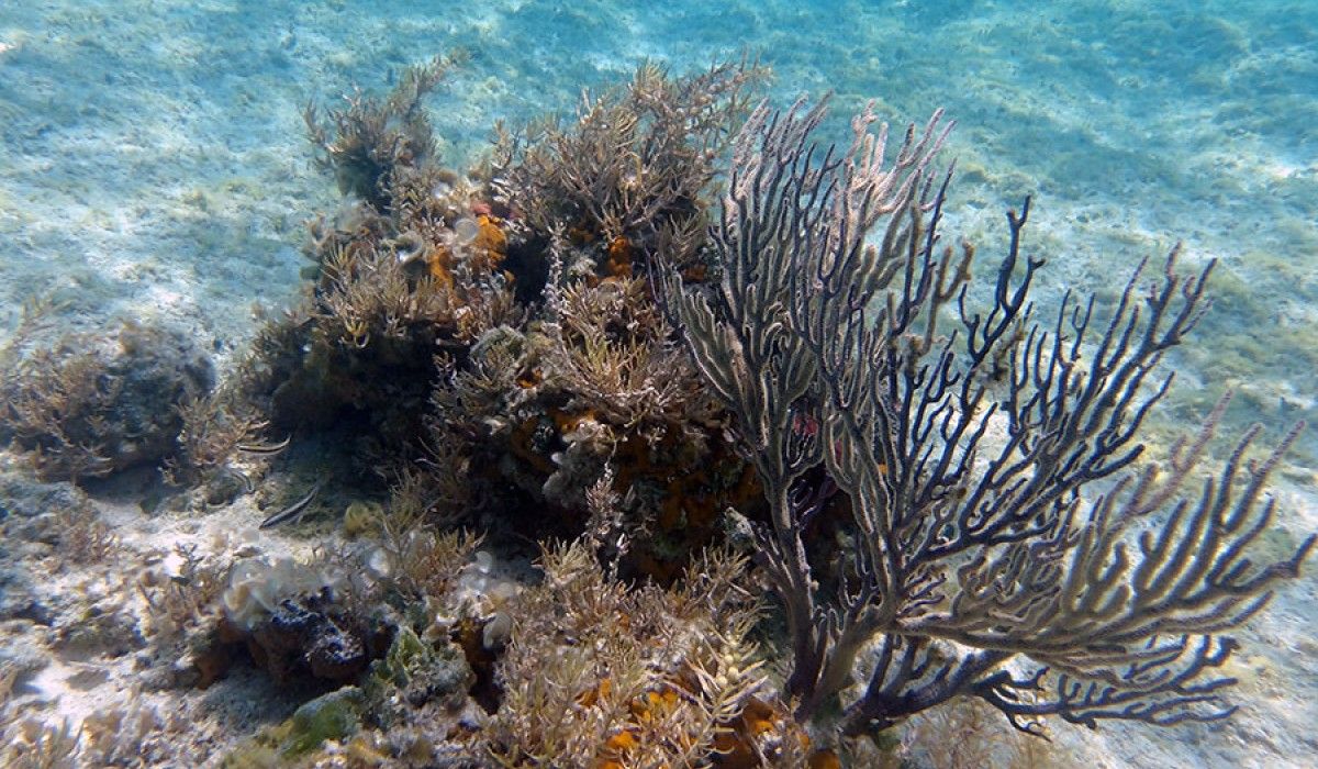 Underwater Reef