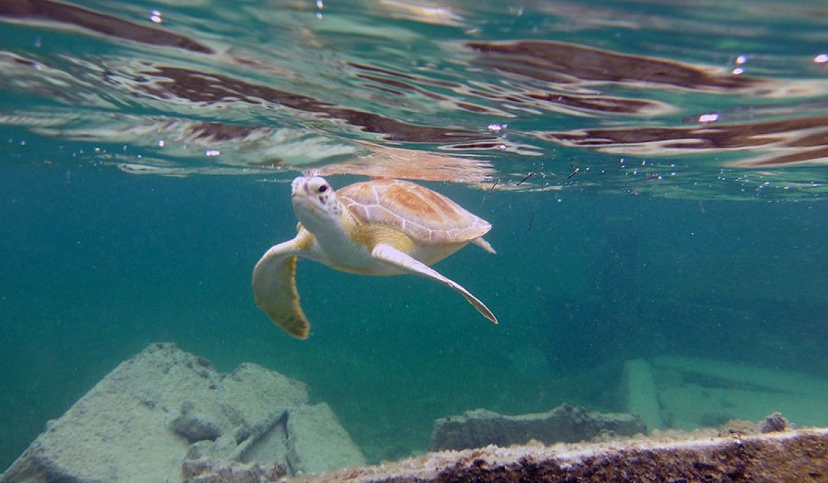 A green turtle welcoming our group to the government dock