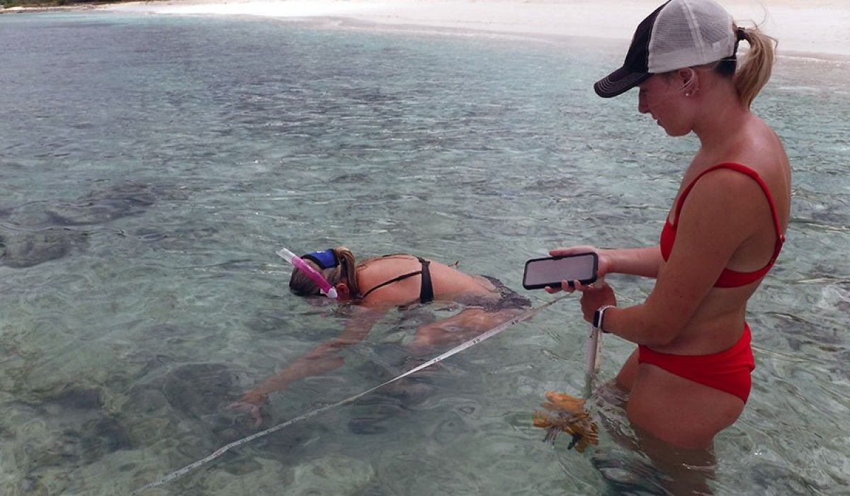 students looking for brittle stars for their research