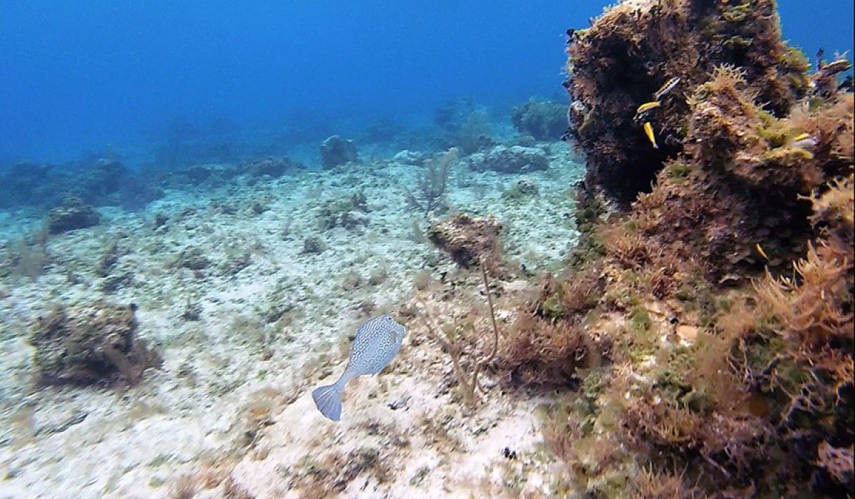a honeycomb cowfish