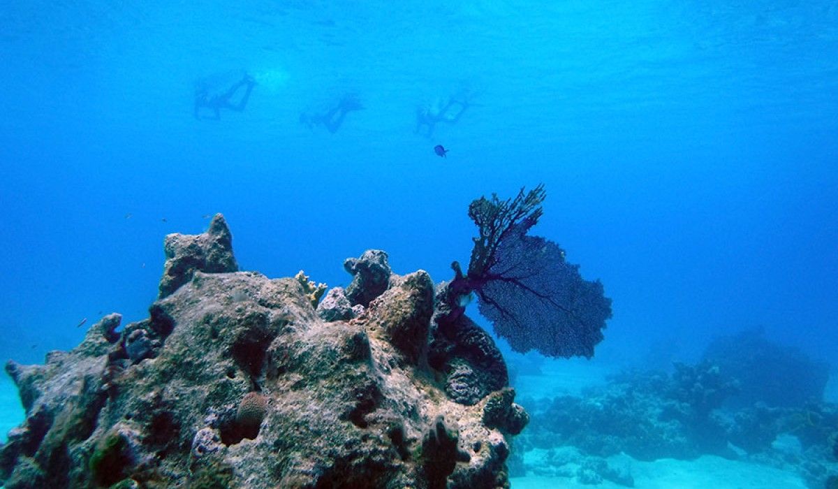 Snorkelers watching for parrotfish for their research project