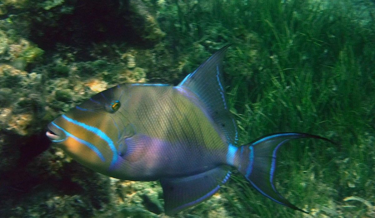 Queen triggerfish