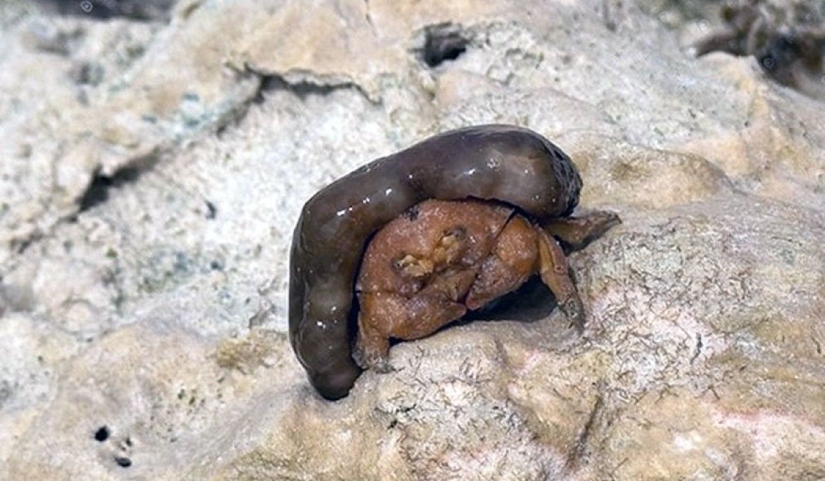 a dromid crab holding a sponge over itself for camouflage