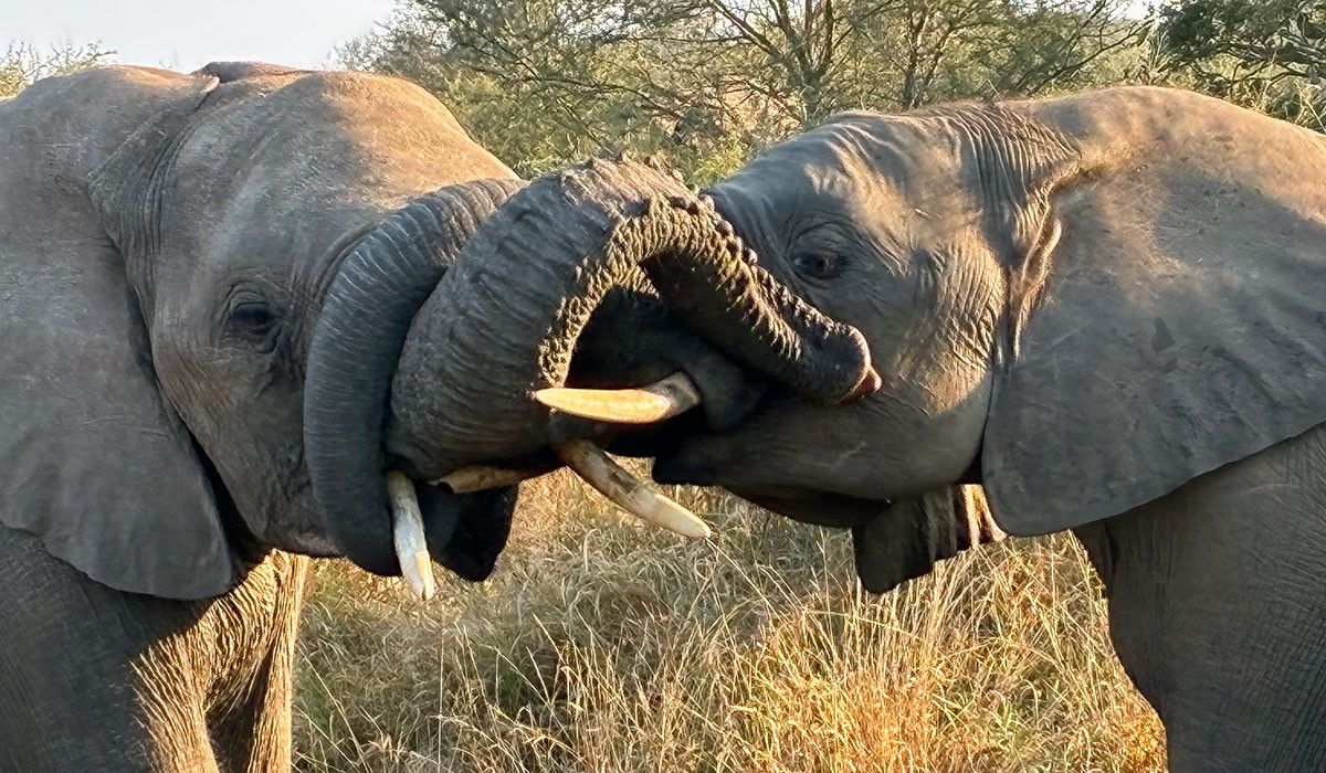 Elephant African Safari