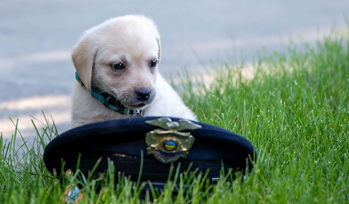 Training Puppy Wittenberg