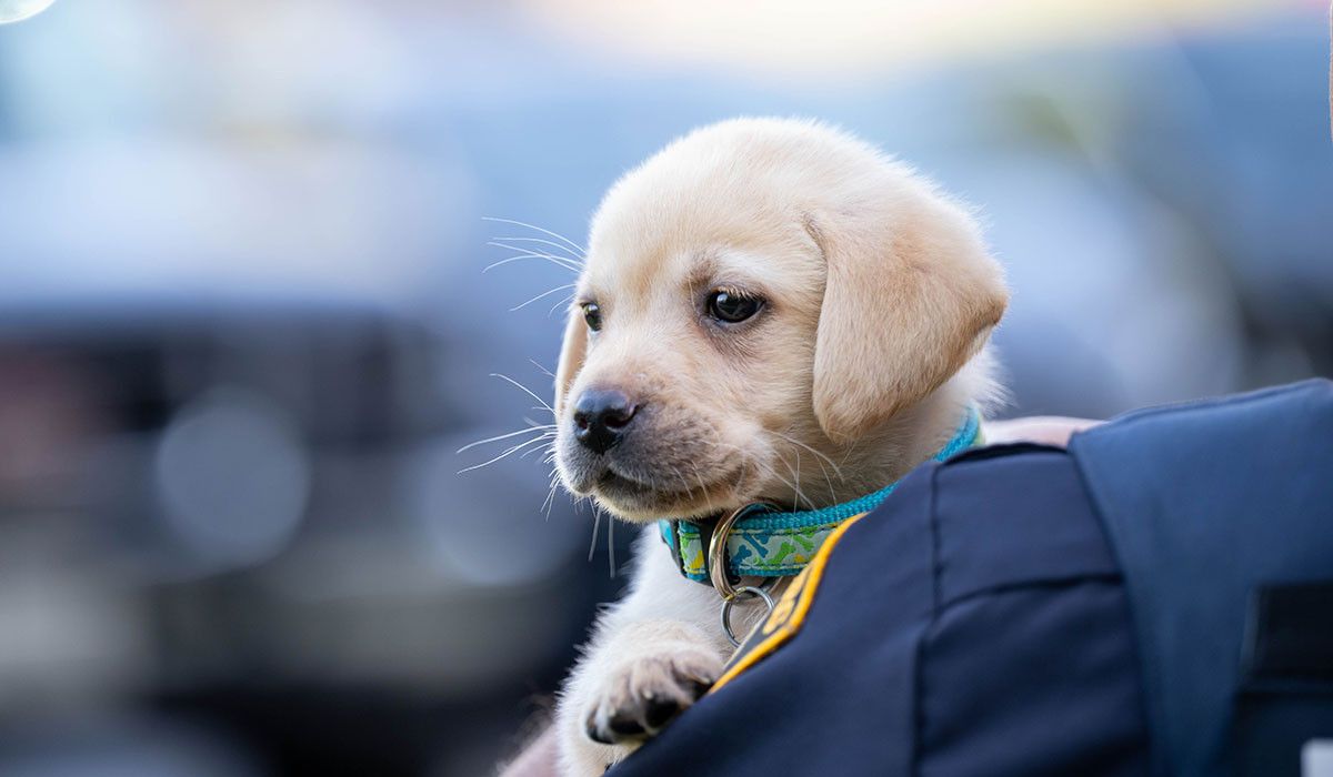 Training Puppy Wittenberg