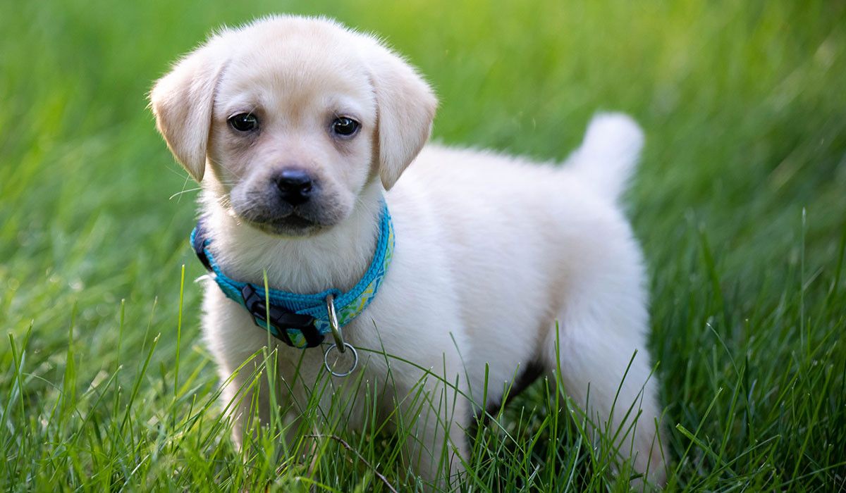 Training Puppy Wittenberg