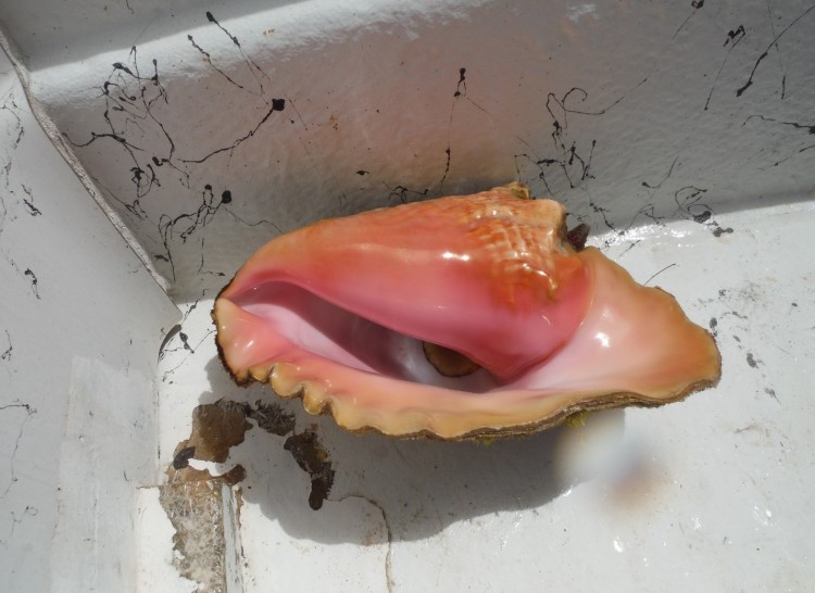 Conch