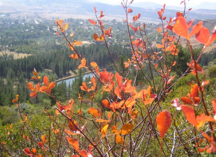 Colorful Leaves