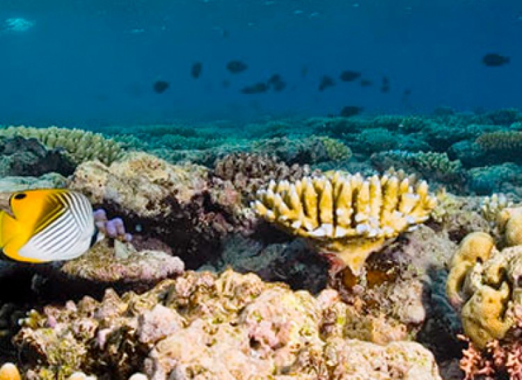 Marine Science Bahamas 2012