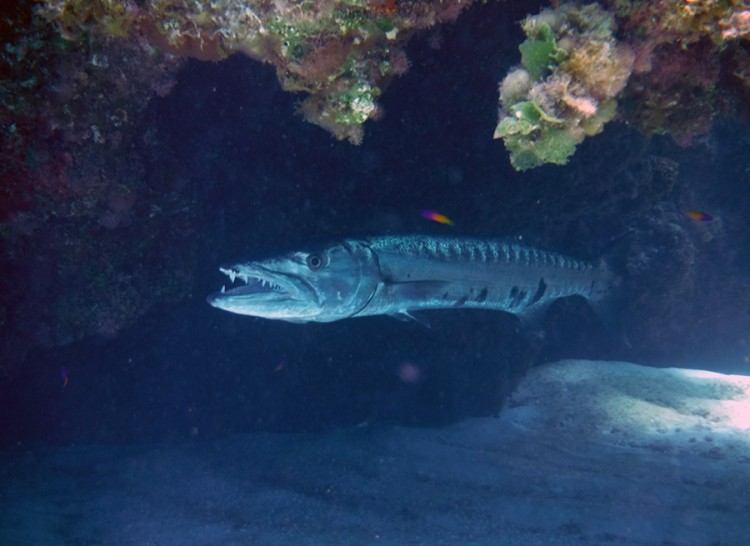 Toothy smile of a barracuda resting under a rock canopy at Monument Reef