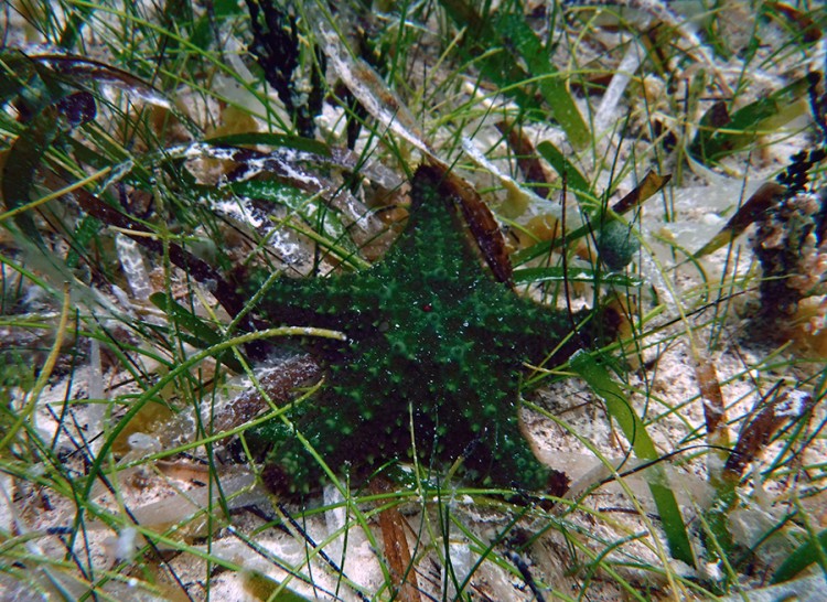 Juvenile Cushion Sea Star