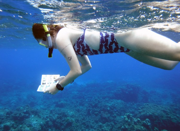 Kaity using her Pocket reef fish guide to identify new species