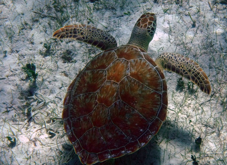 A Green Sea Turtle in Graham’s Harbor