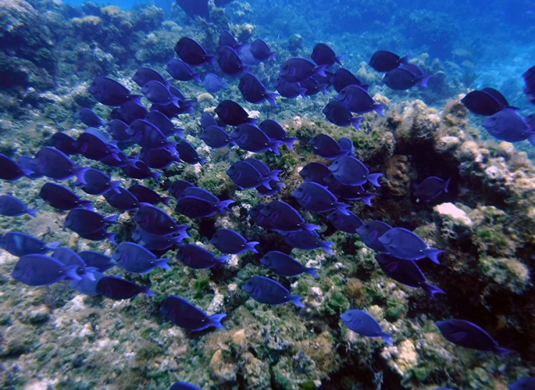 Blue Tang