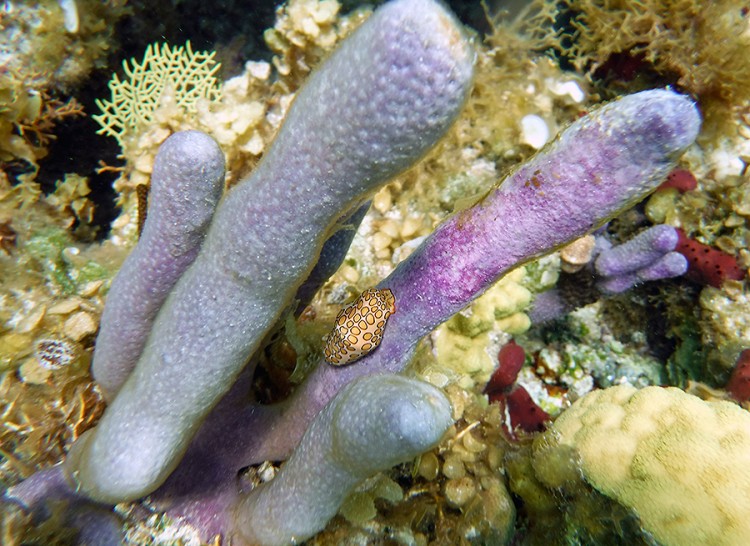 Flamingo tongue resting on Corky Sea Fingers before being measured