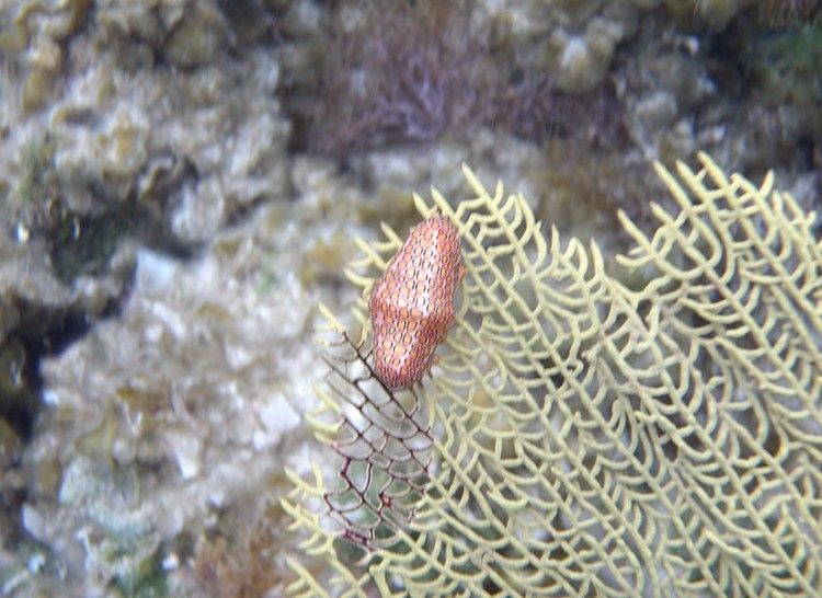 Flamingo Tongue