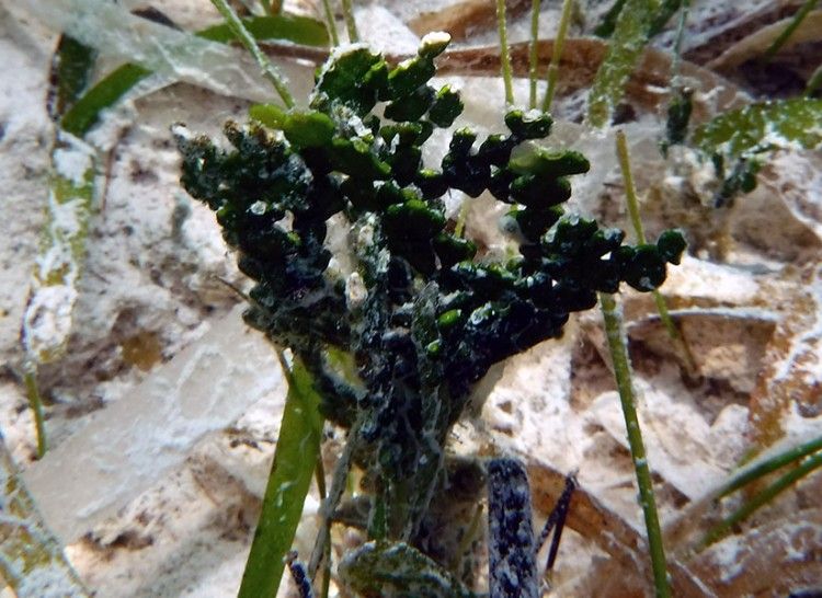 Closeup of Halimeda, a green calcareous algae