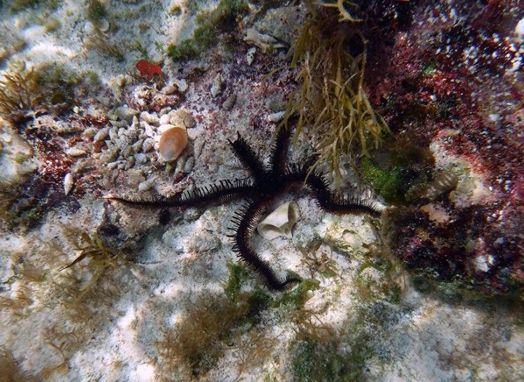 Brittle Star