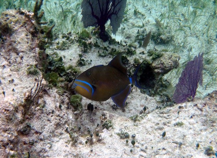 Triggerfish