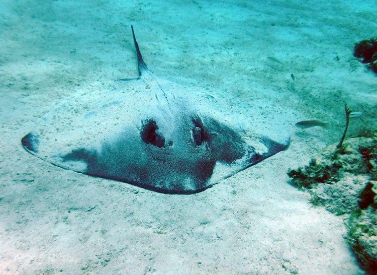 Stingray Bottom Ocean