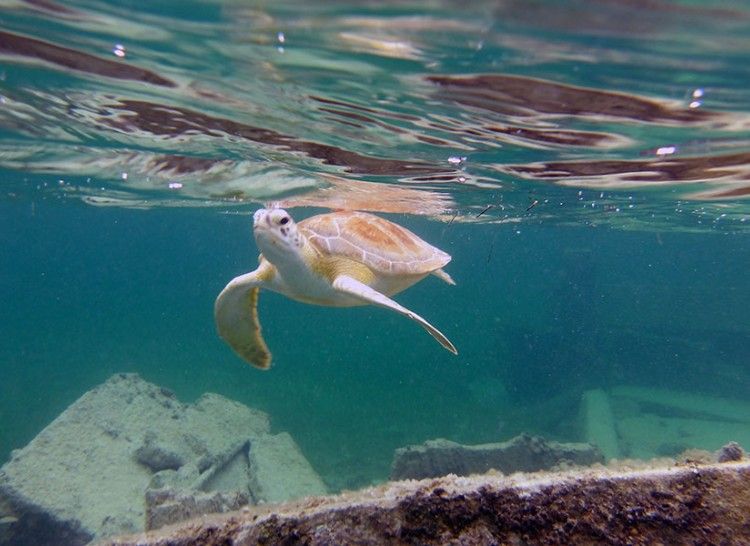 A green turtle welcoming our group to the government dock