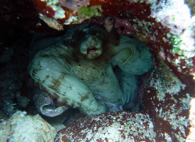 an octopus in its hole at snapshot reef