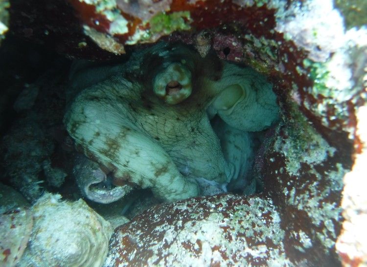 An octopus in its hole