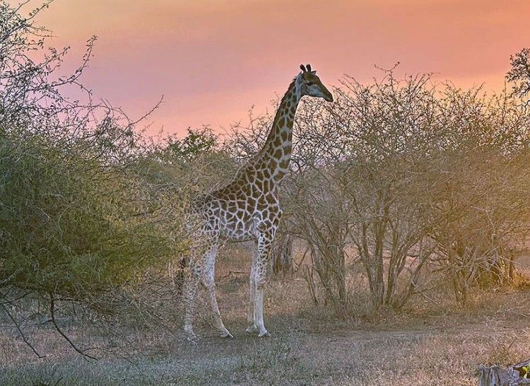 Giraffe Kruger Park