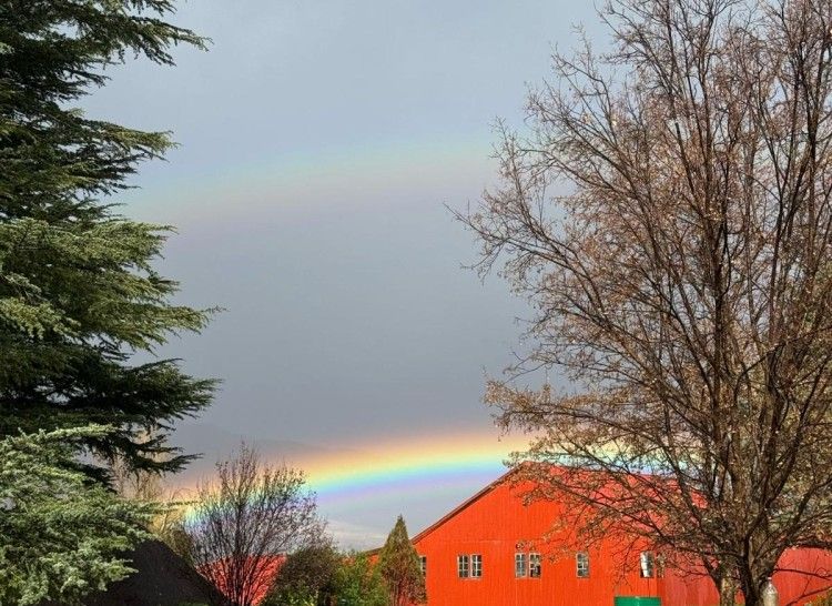 Lesotho Rainbow