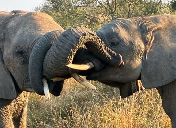 Elephant African Safari