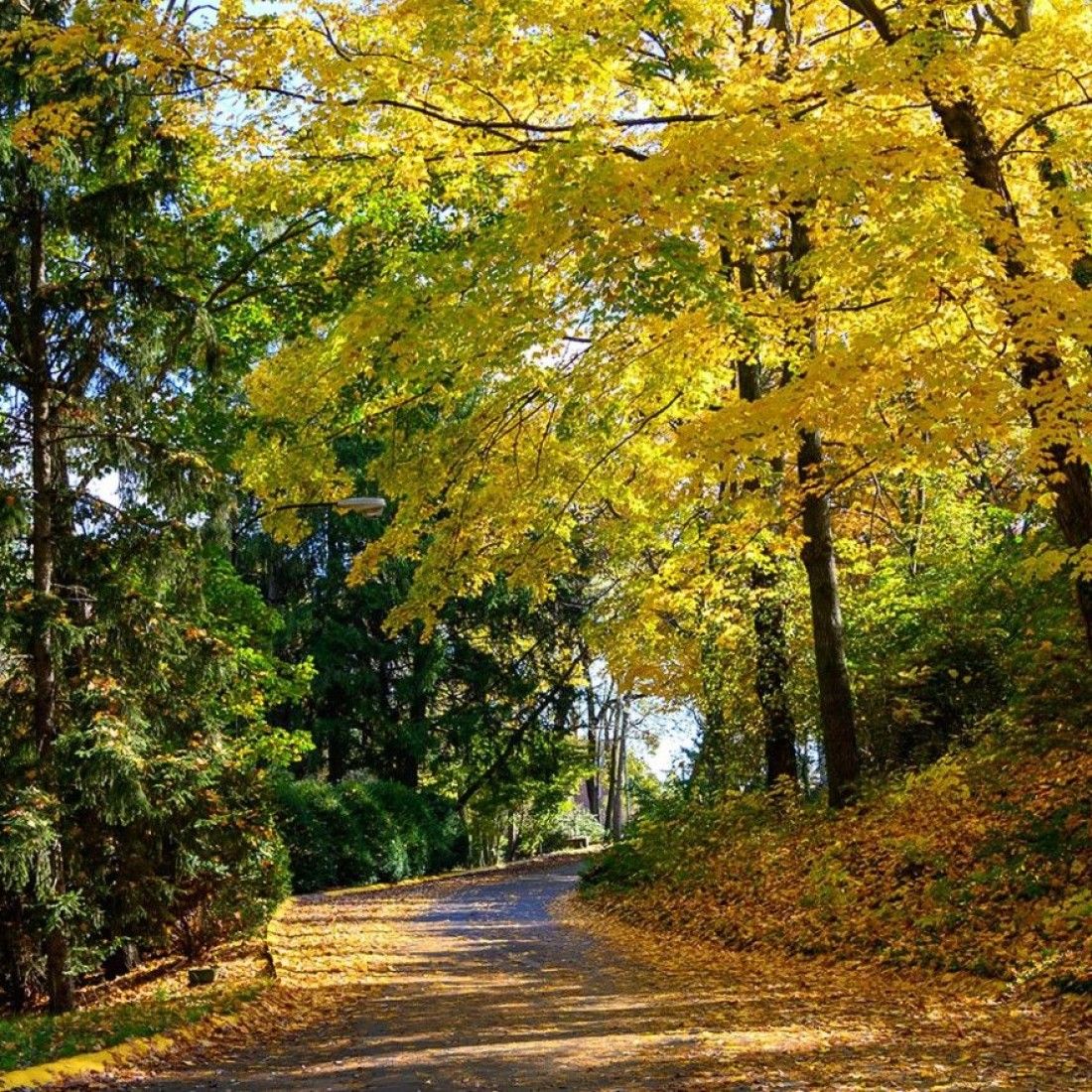 campus fall landscape